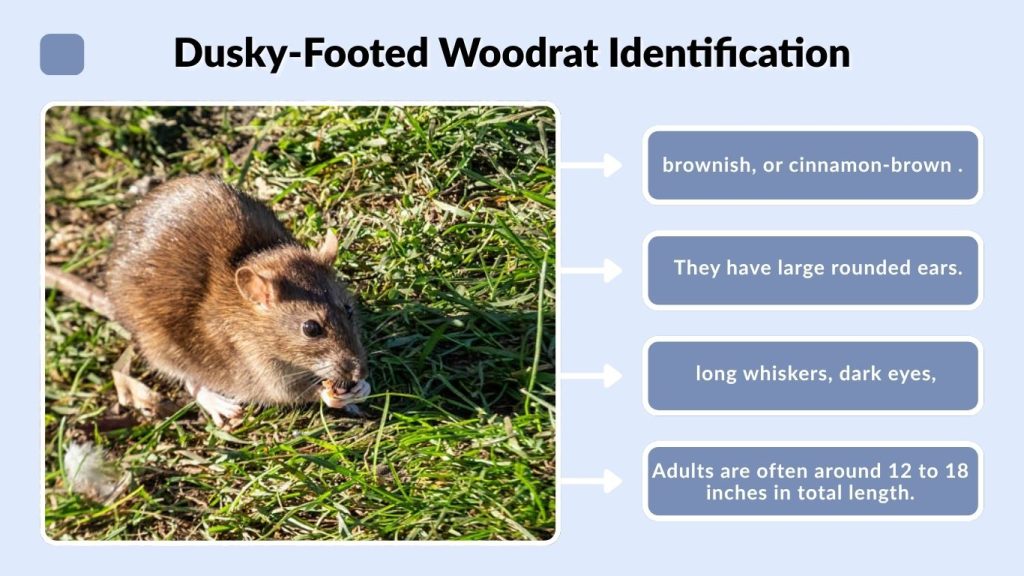 Dusky-Footed Woodrat Identification