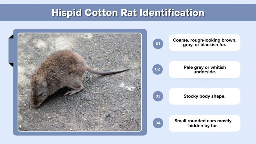 Hispid Cotton Rat Identification