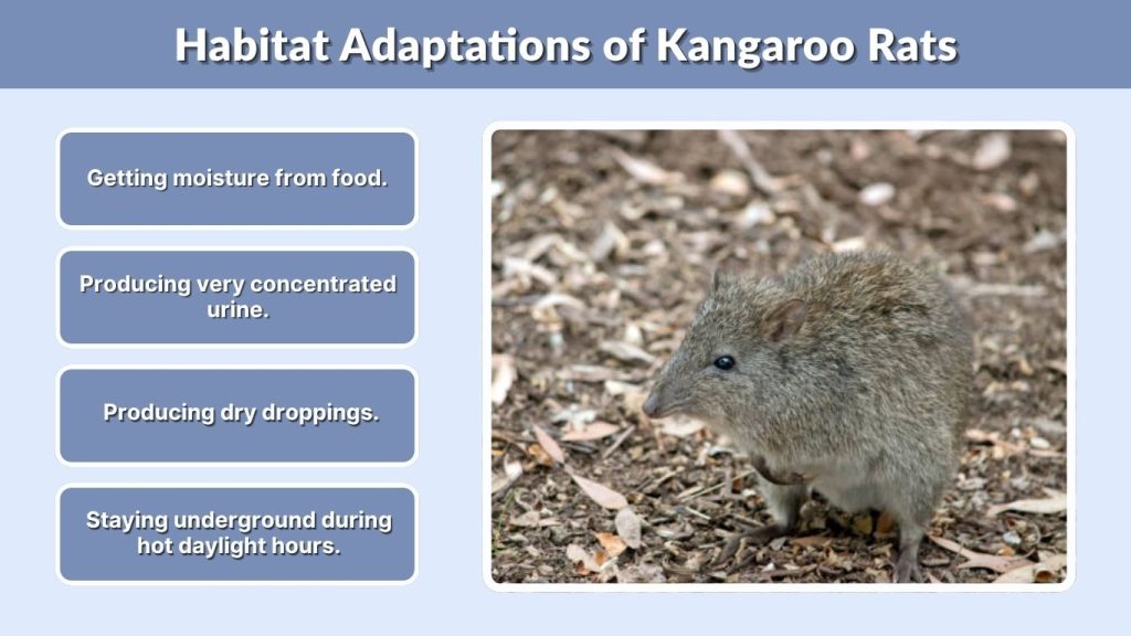 Habitat Adaptations of Kangaroo Rats