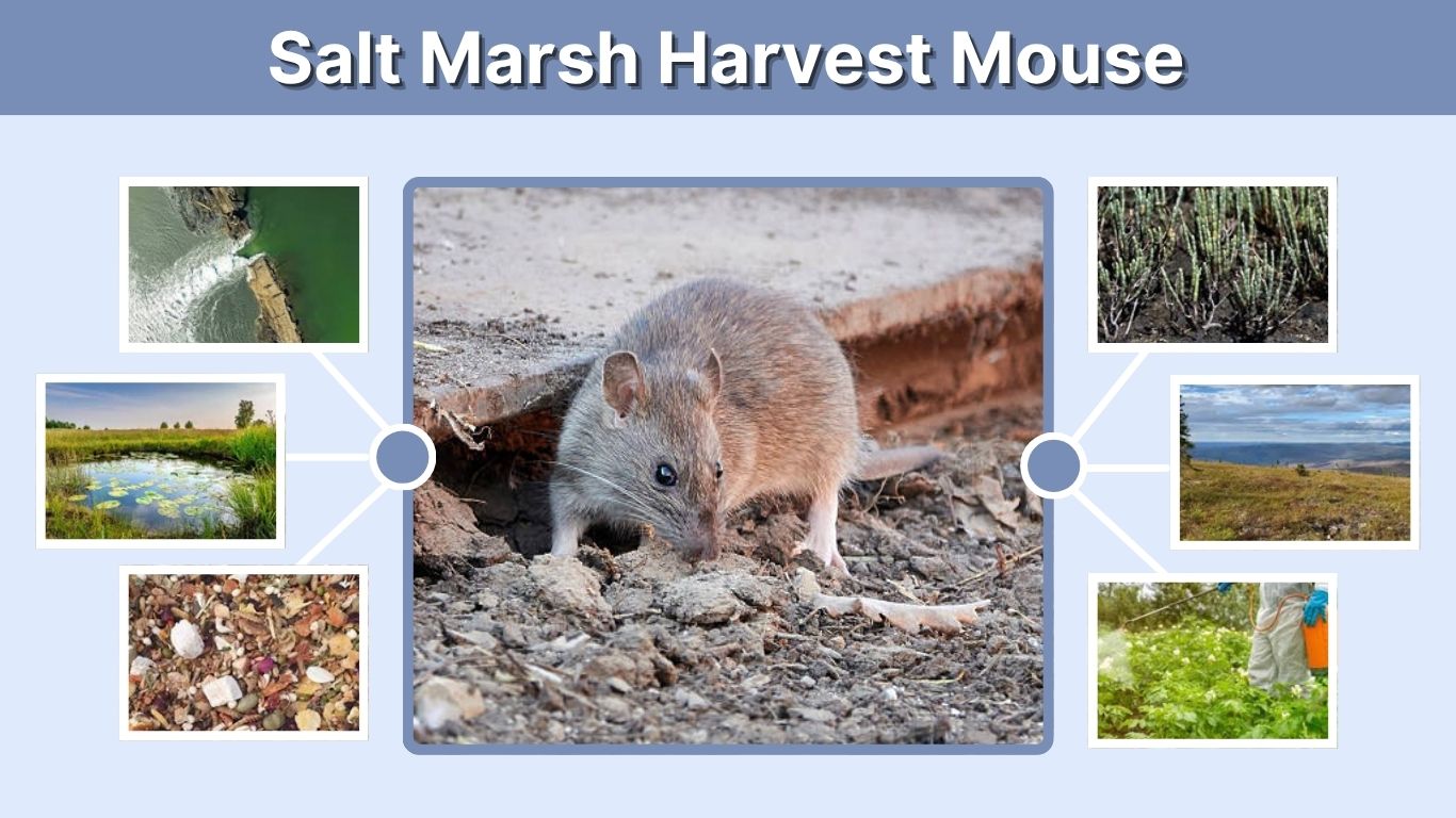 Salt Marsh Harvest Mouse: Habitat, Diet and Facts