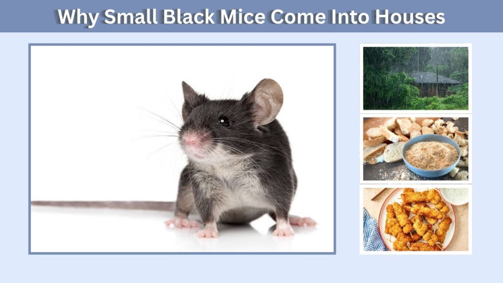 Why Small Black Mice Come Into Houses