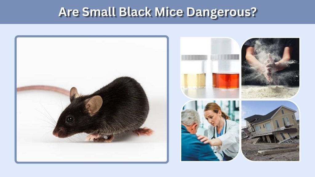 Are Small Black Mice Dangerous?