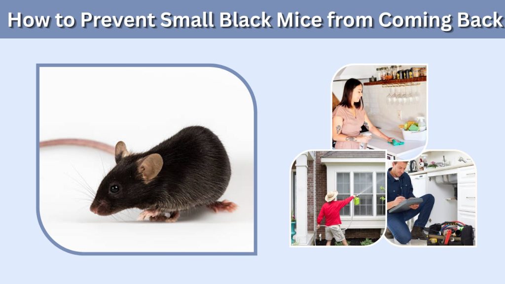 How to Prevent Small Black Mice from Coming Back