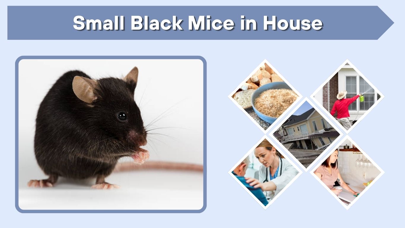 Small Black Mice in House: Signs, Risks, and Removal