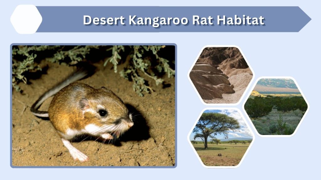 Desert Kangaroo Rat Habitat