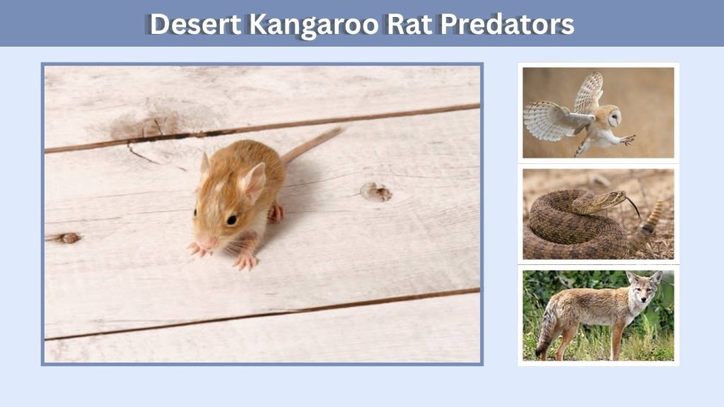 Desert Kangaroo Rat Predators