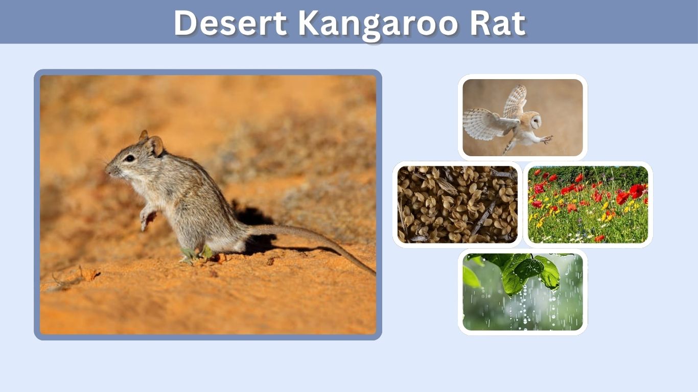 Desert Kangaroo Rat: Diet, Habitat, Adaptations and Facts