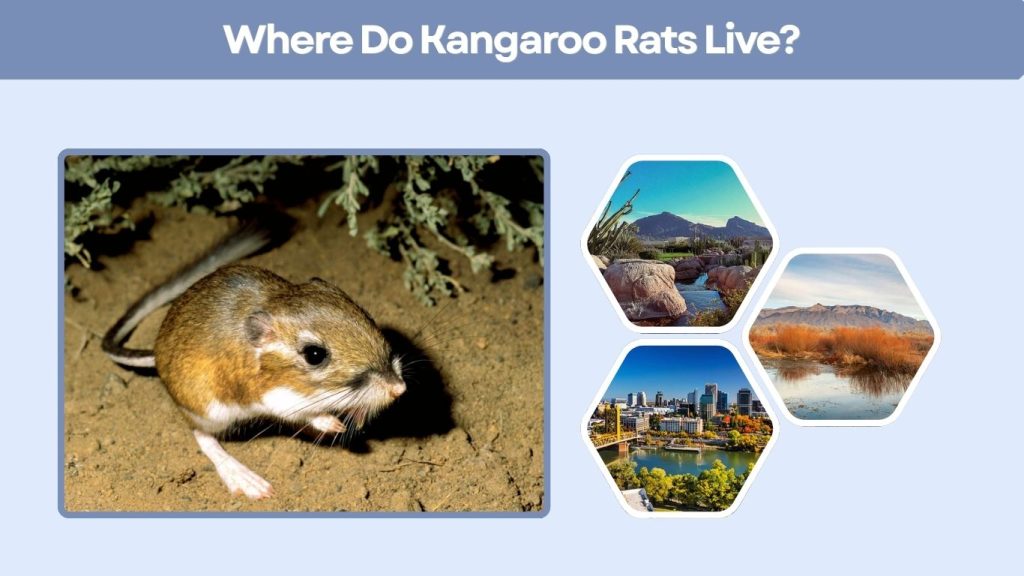 Where Do Kangaroo Rats Live?