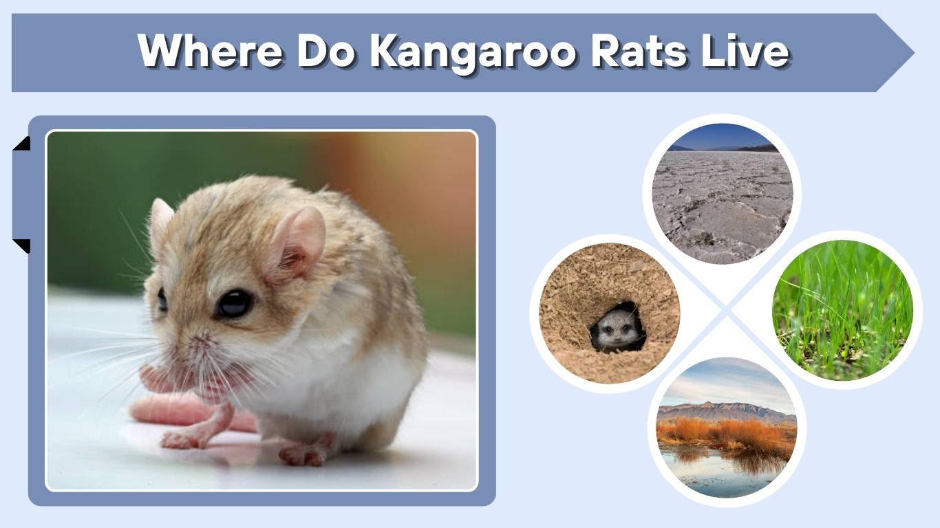 Where Do Kangaroo Rats Live? Habitat, Range and Desert Life
