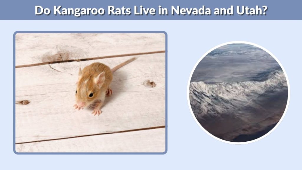 Do Kangaroo Rats Live in Nevada and Utah?
