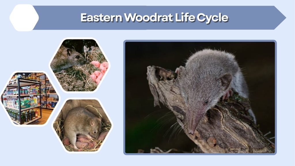Eastern Woodrat Life Cycle