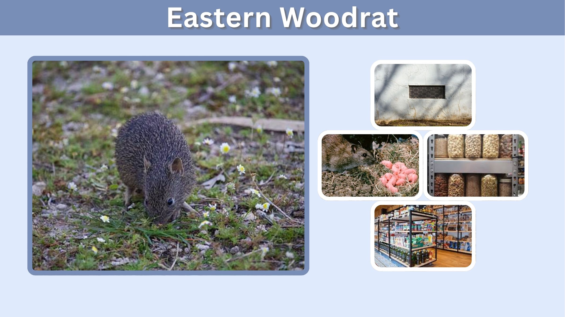 Eastern Woodrat: Habitat, Diet, Range, and Key Facts