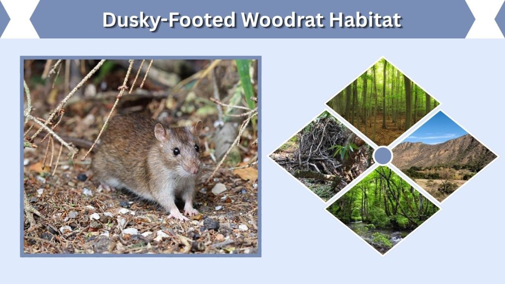 Dusky-Footed Woodrat Habitat