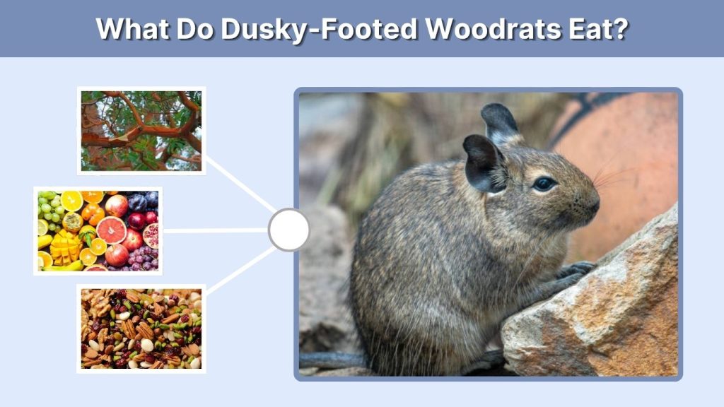 What Do Dusky-Footed Woodrats Eat?
