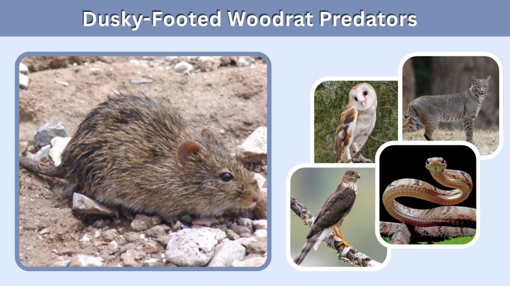 Dusky-Footed Woodrat Predators