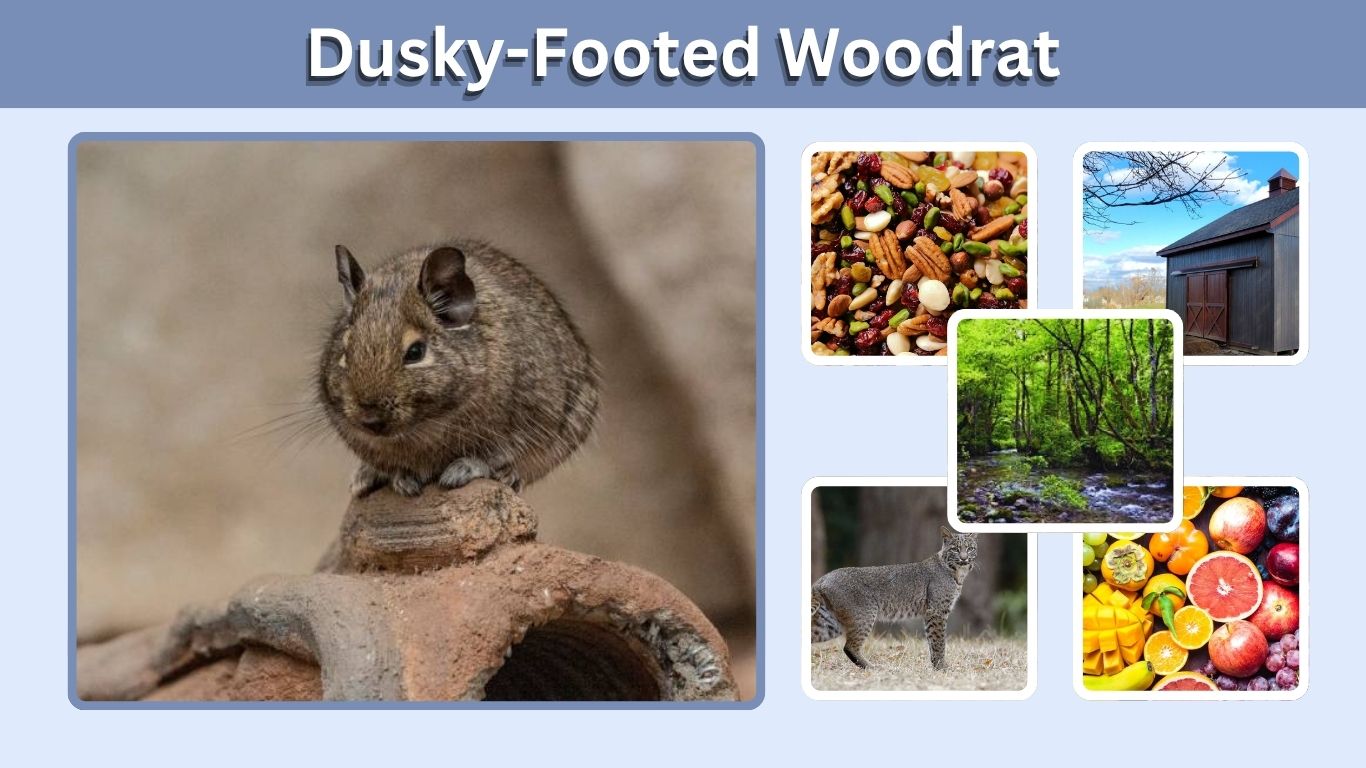 Dusky-Footed Woodrat: Habitat, Diet, Size, Nest and Facts
