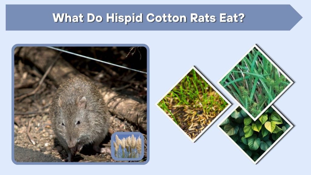 What Do Hispid Cotton Rats Eat?