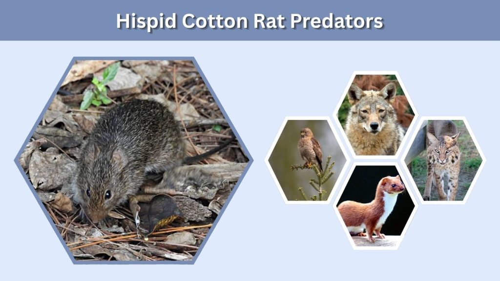 Hispid Cotton Rat Predators