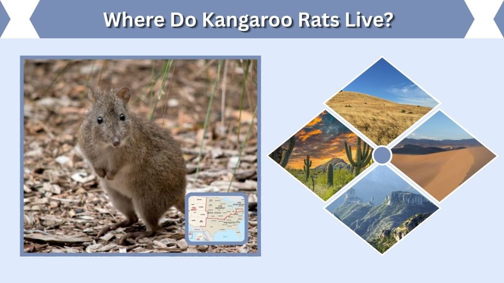 Where Do Kangaroo Rats Live?