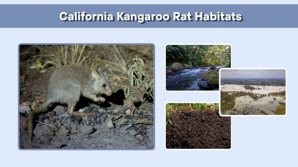 California Kangaroo Rat Habitats