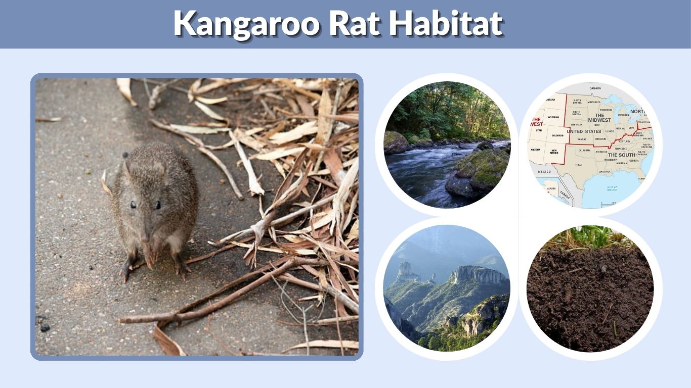 Kangaroo Rat Habitat: Where These Desert Rodents Live