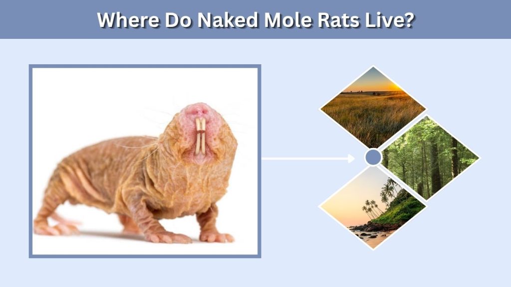 Where Do Naked Mole Rats Live?