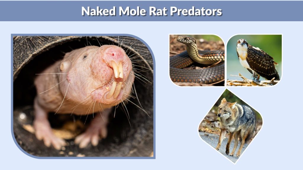 Naked Mole Rat Predators
