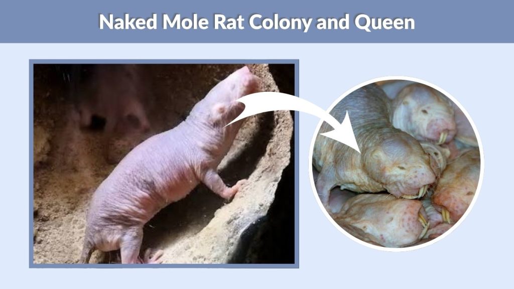 Naked Mole Rat Colony and Queen