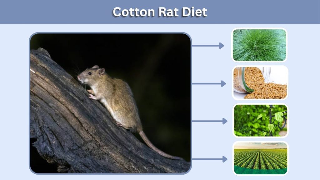 Cotton Rat Diet