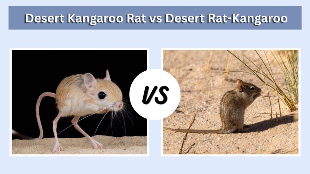 Desert Kangaroo Rat vs Desert Rat-Kangaroo