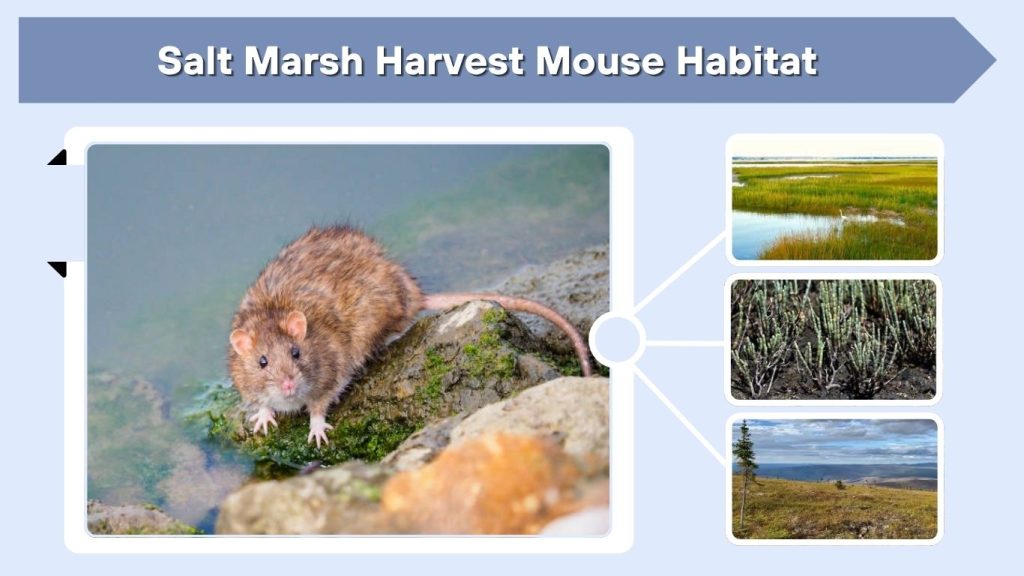 Salt Marsh Harvest Mouse Habitat