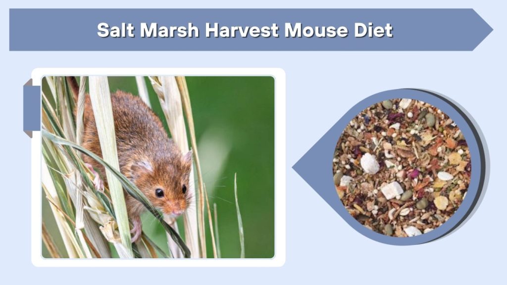 Salt Marsh Harvest Mouse Diet