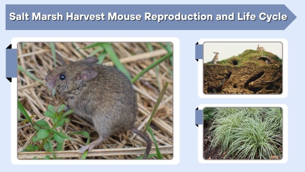Salt Marsh Harvest Mouse Reproduction and Life Cycle