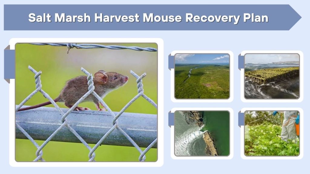 Salt Marsh Harvest Mouse Recovery Plan