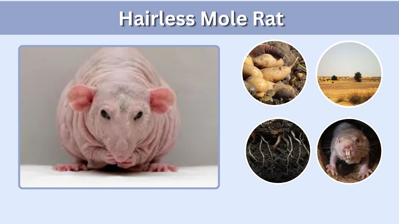 Hairless Mole Rat: Appearance, Habitat, Colony Life and Facts