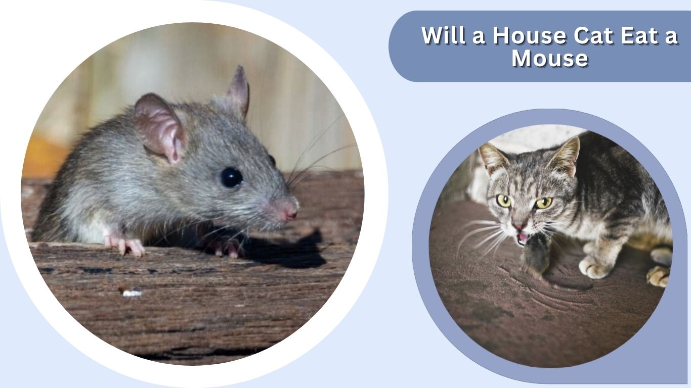 Will a House Cat Eat a Mouse? Safety and Behavior Guide