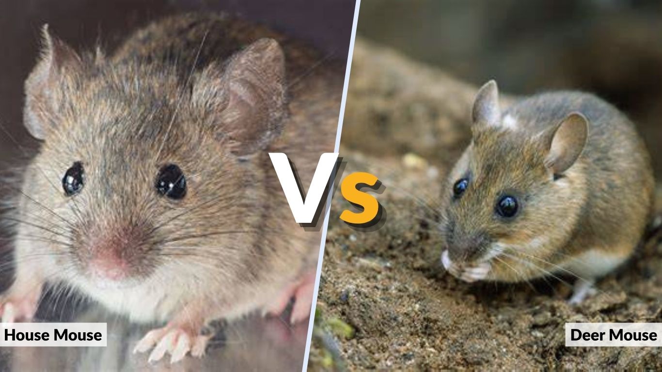House Mouse vs Deer Mouse: How to Tell Them Apart