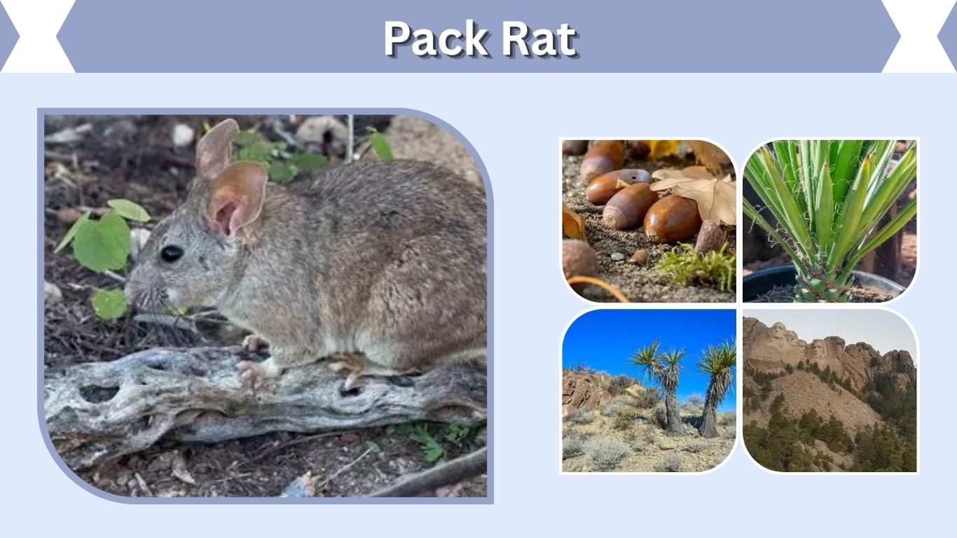 Pack Rat: Identification, Nest, Diet, Damage & Control