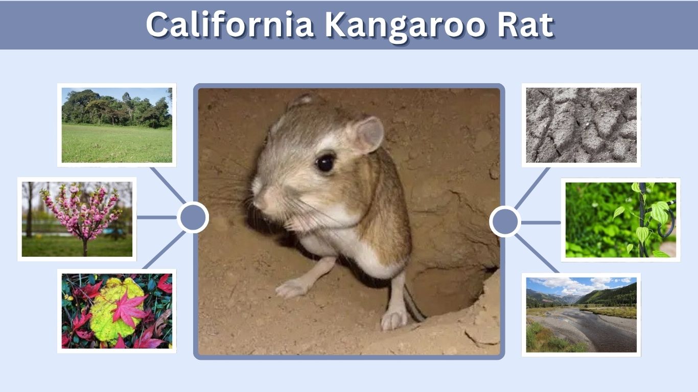 California Kangaroo Rat: Habitat, Range, Species and Facts