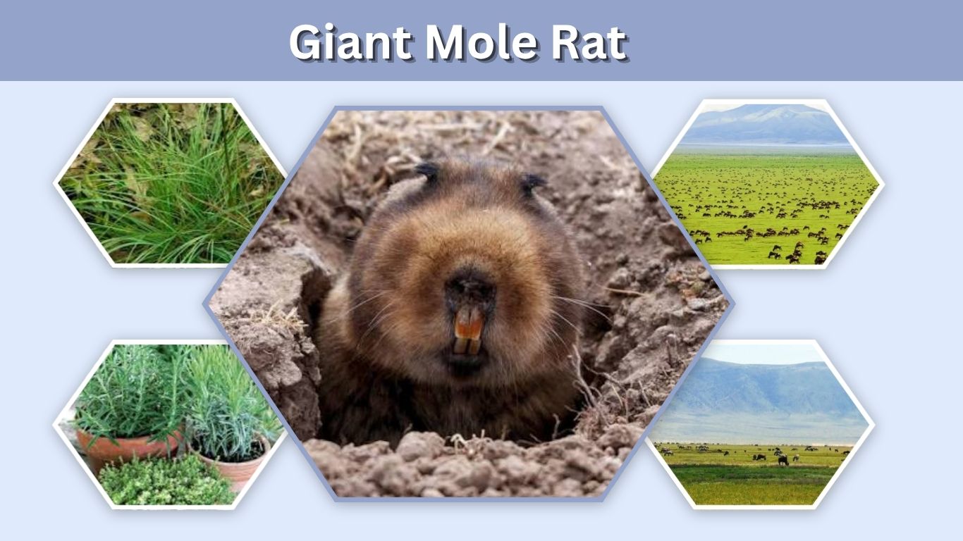 Giant Mole Rat: Facts, Habitat, Size and Diet