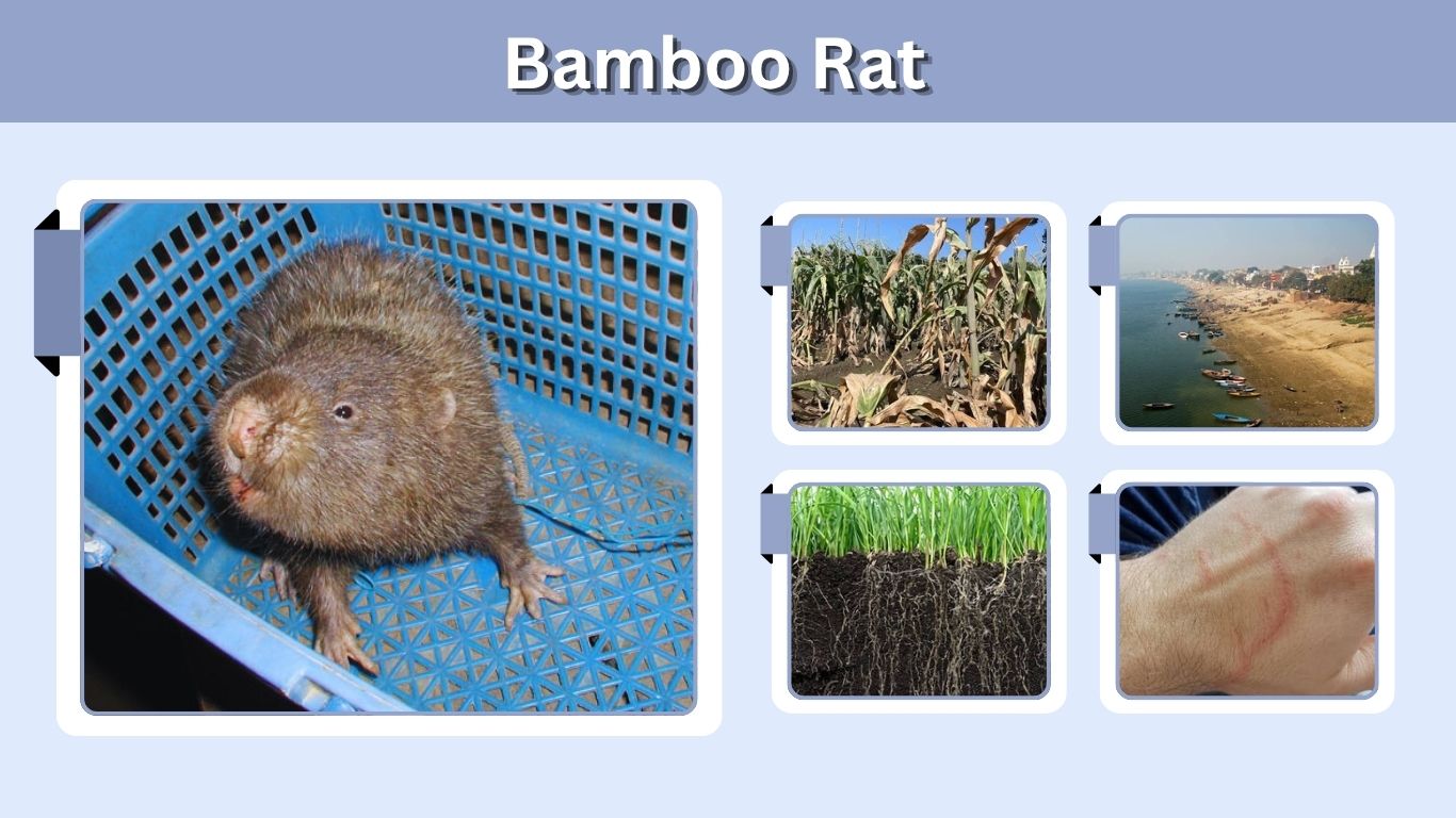 Bamboo Rat: Size, Habitat, Diet, Species and Pet Facts