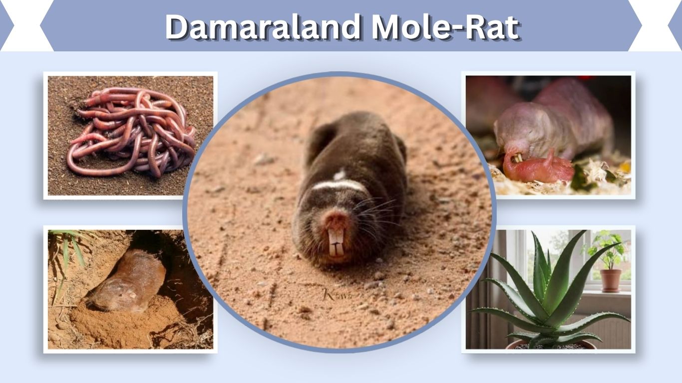 Damaraland Mole-Rat: Facts, Diet, Queen and Tunnels