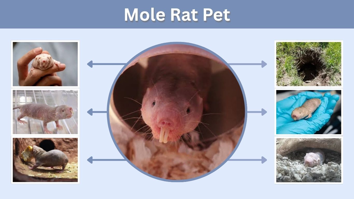 Mole Rat Pet: Can You Keep a Naked Mole-Rat?