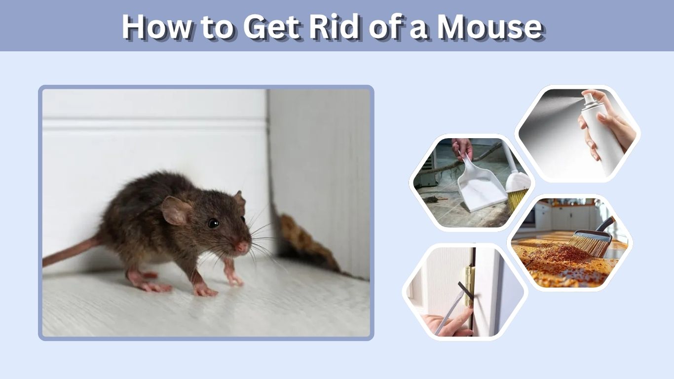 How to Get Rid of a Mouse in Your House Fast