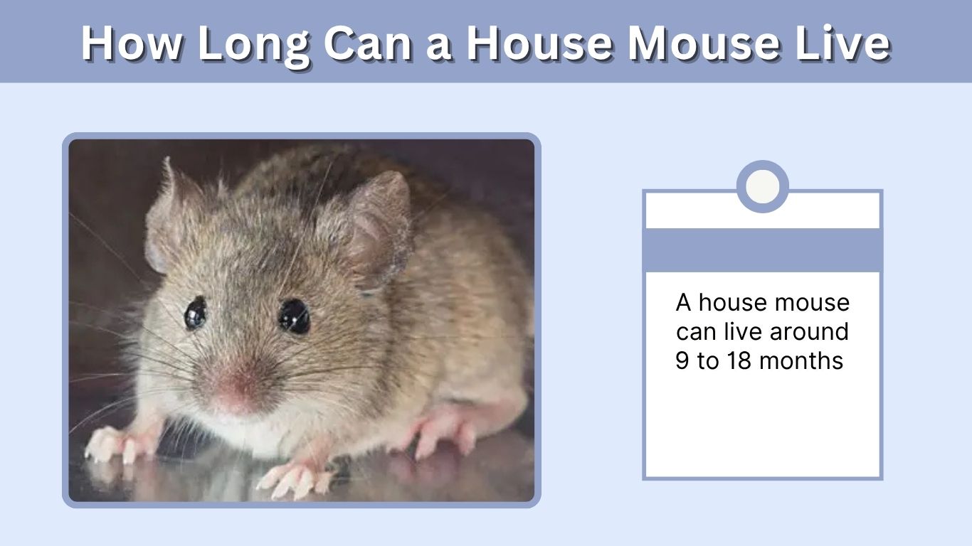 How Long Can a House Mouse Live Inside Your Home?