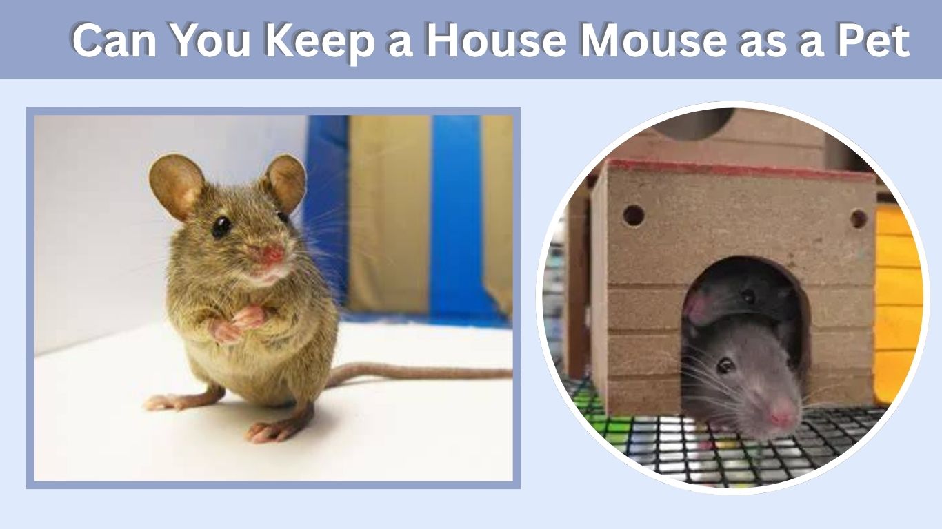 Can You Keep a House Mouse as a Pet? Wild vs Pet Mice
