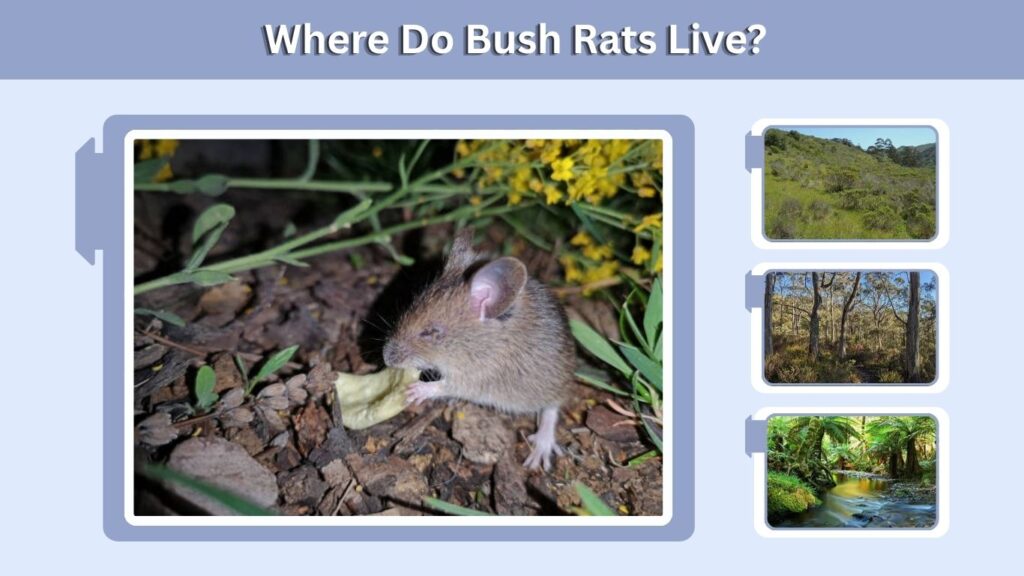 Where Do Bush Rats Live?