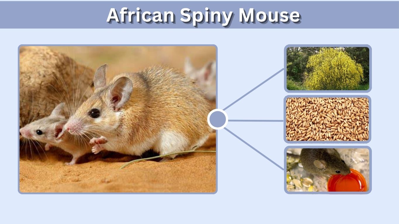 African Spiny Mouse: Habitat, Diet, Facts, and Care