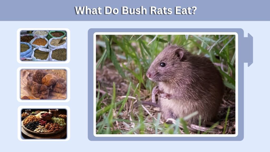 What Do Bush Rats Eat?