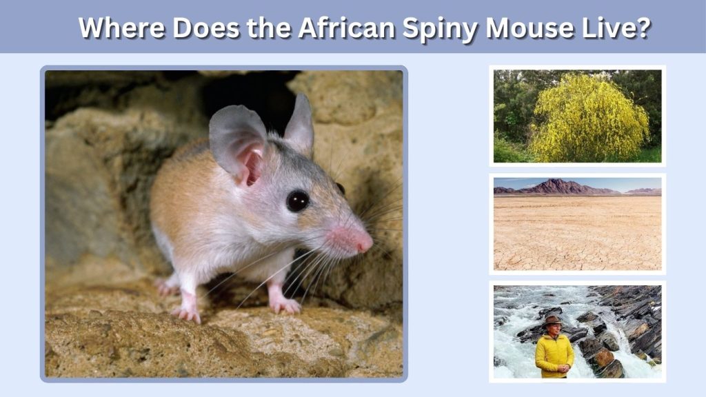 Where Does the African Spiny Mouse Live?